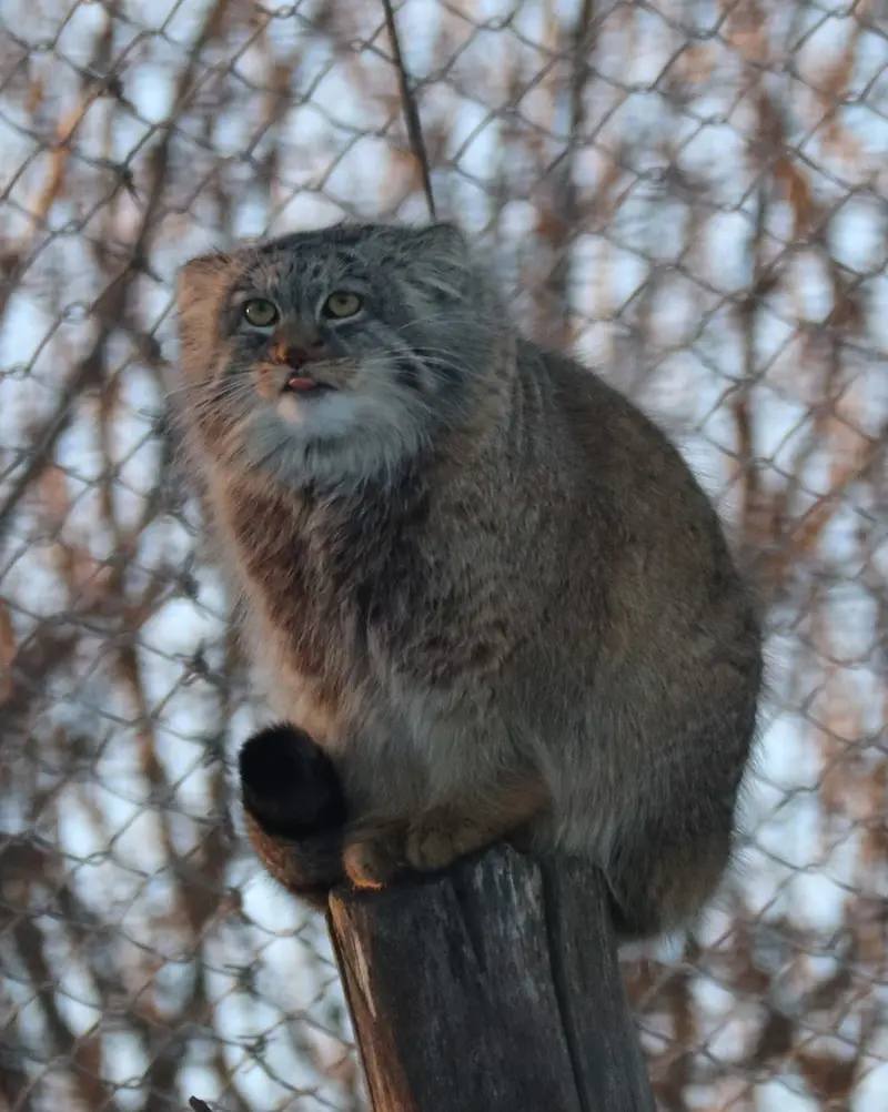 コルケアサーリ動物園のアルカスの写真