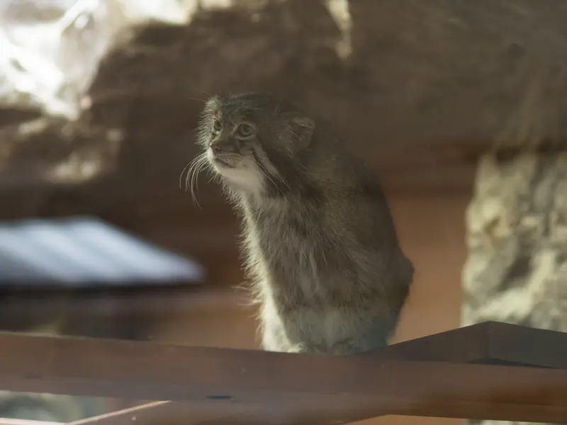 恩賜上野動物園のクリョンの写真