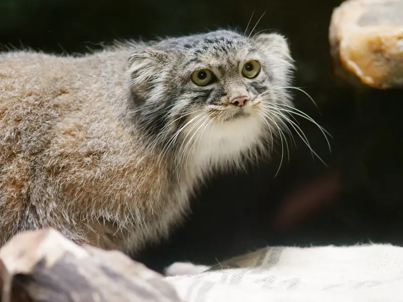 恩賜上野動物園のサフランの写真