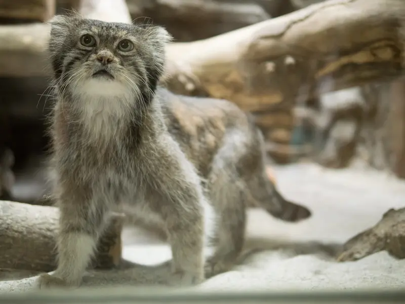 恩賜上野動物園のクリョンの写真