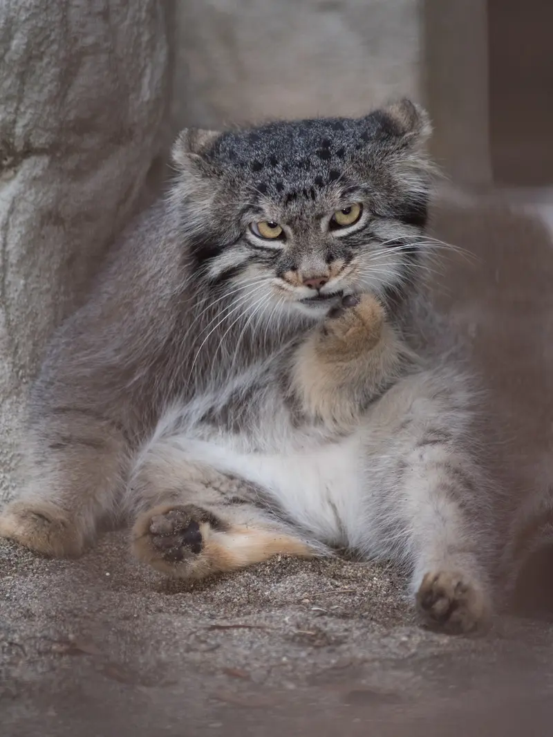 野毛山動物園のフィーガの写真