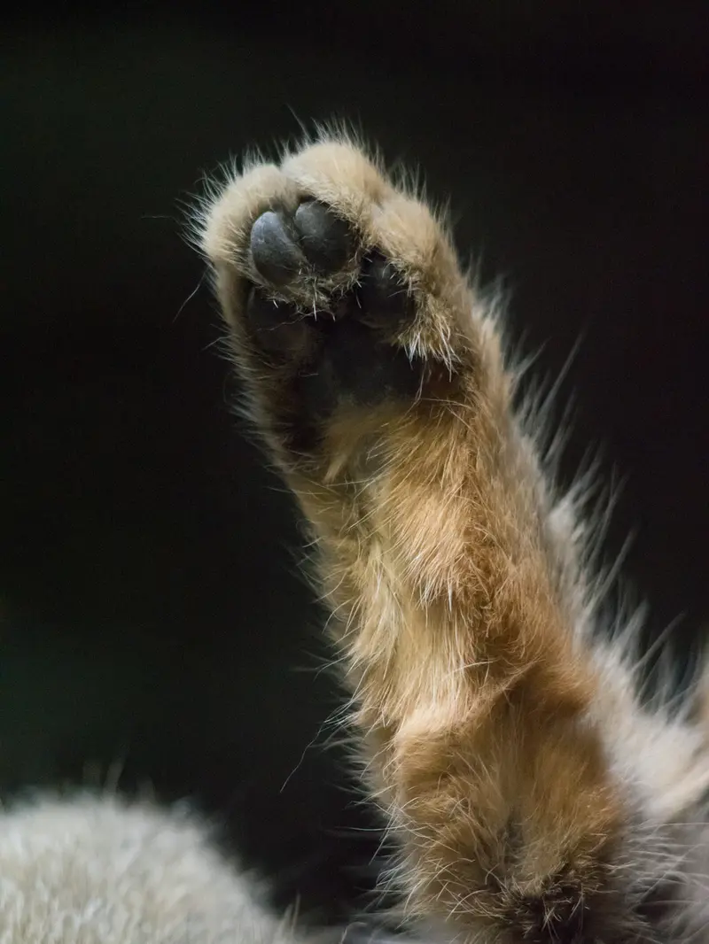 恩賜上野動物園のプリームラの写真