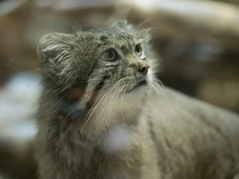 恩賜上野動物園のクリョンの写真