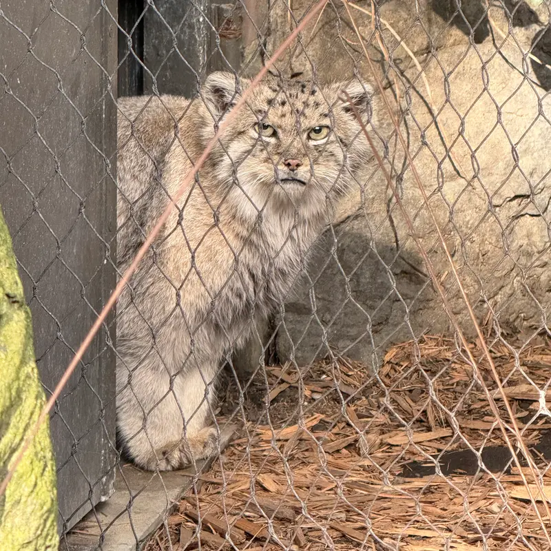 プロスペクト・パーク動物園のバトゥの写真