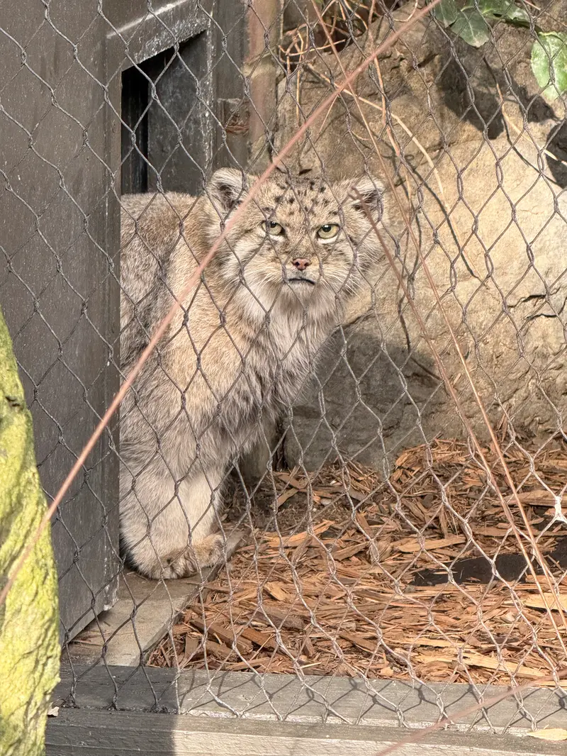 プロスペクト・パーク動物園のバトゥの写真