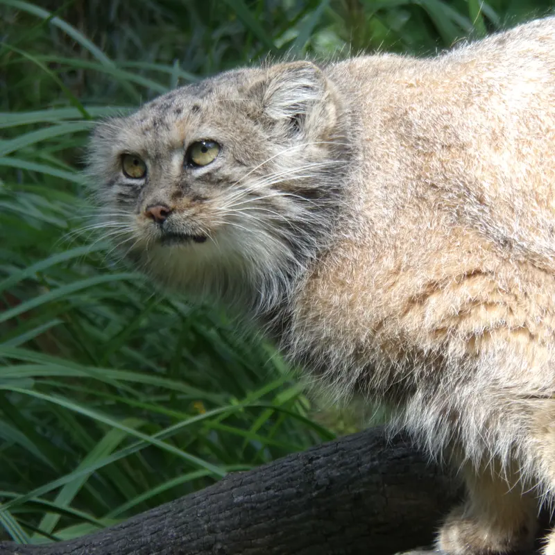 ヴロツワフ動物園のザリナの写真