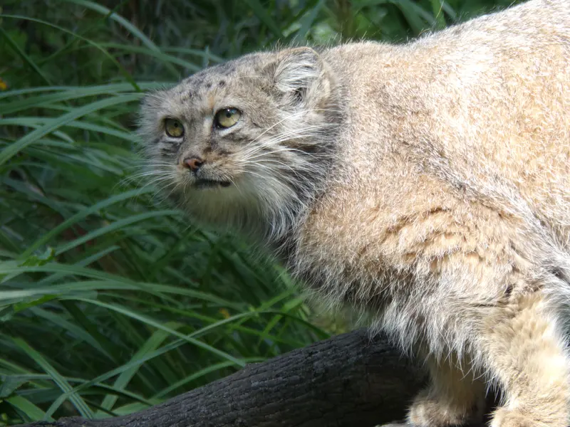 ヴロツワフ動物園のザリナの写真