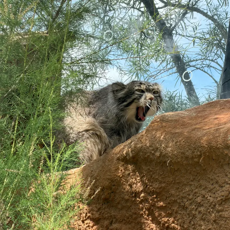 プラハ動物園のスパイの写真
