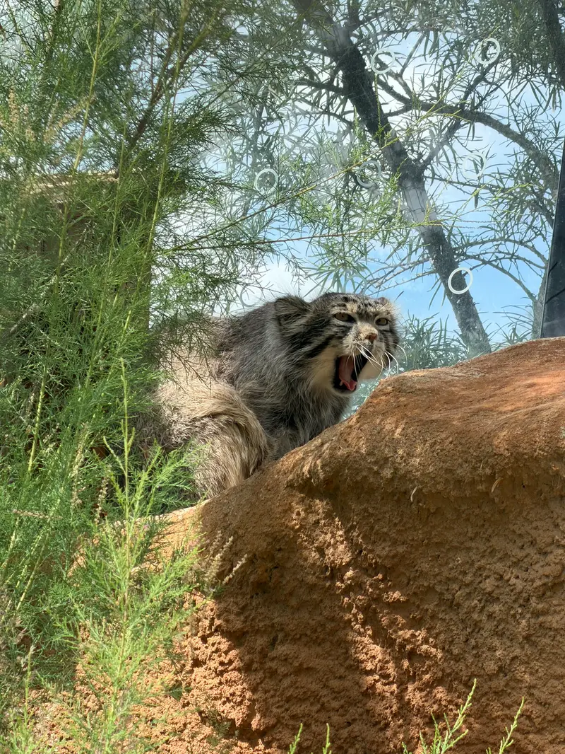 プラハ動物園のスパイの写真