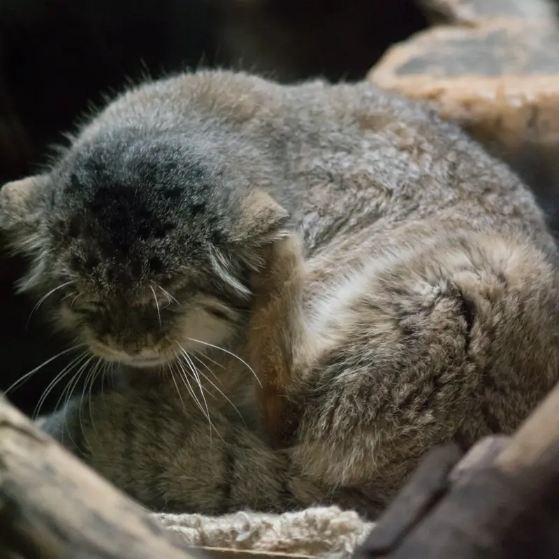 Ueno Zoological Gardensのプリームラの写真