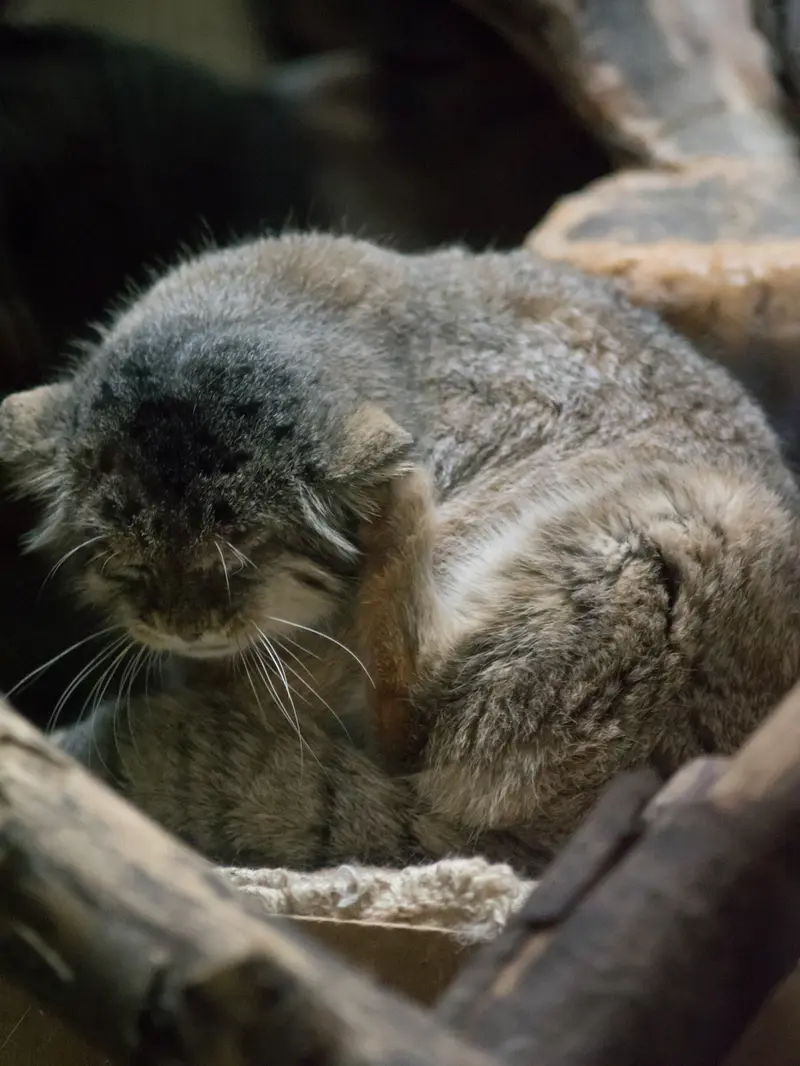 恩賜上野動物園のプリームラの写真