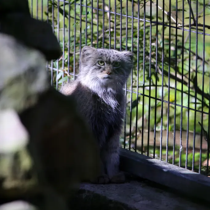 クラクフ動物園のツァスの写真