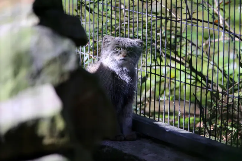 クラクフ動物園のツァスの写真