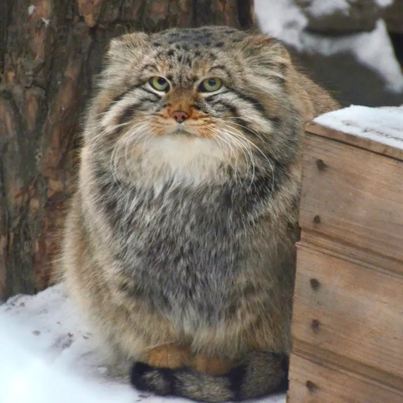 ノヴォシビルスク動物園のゼレノゴルスクの写真