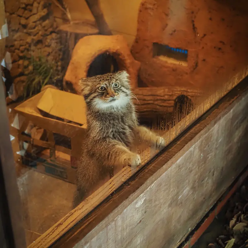 埼玉県こども動物自然公園のロータスの写真