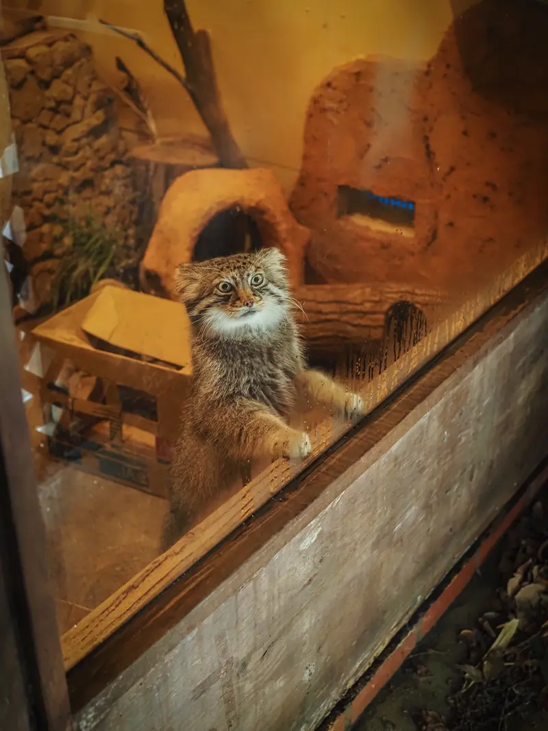 埼玉県こども動物自然公園のロータスの写真
