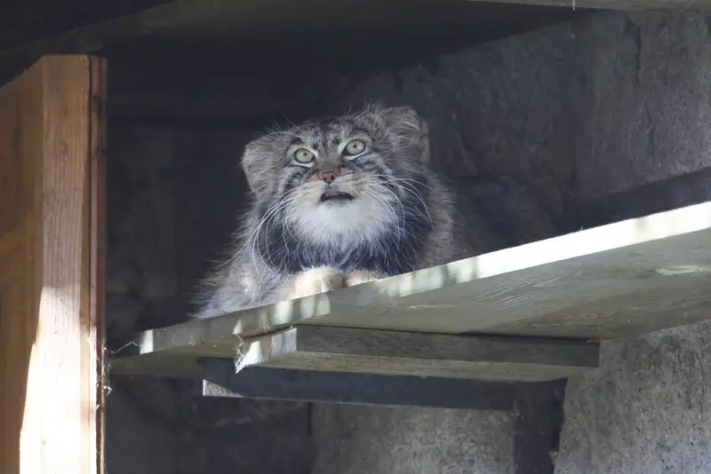 モスクワ動物園のティモフェイの写真