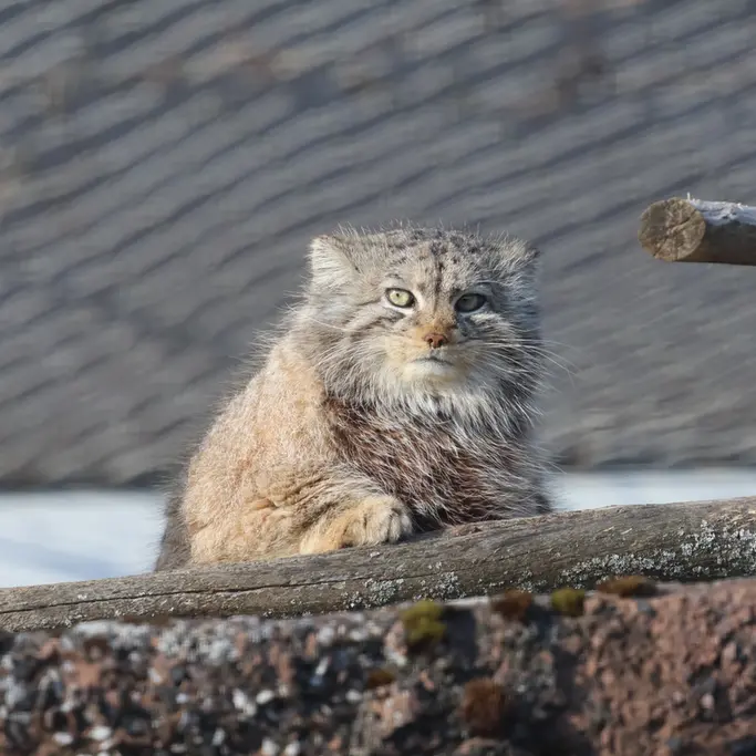 コルケアサーリ動物園のミミの写真
