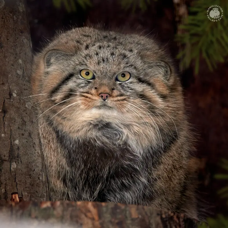 レニングラード動物園のシューの写真