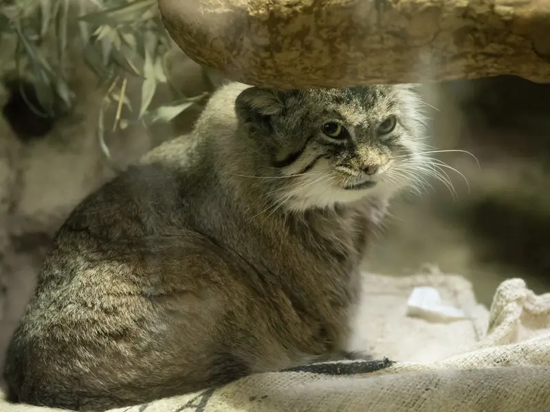 恩賜上野動物園のプリームラの写真
