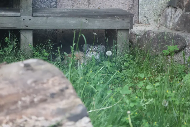 モスクワ動物園のティモフェイの写真