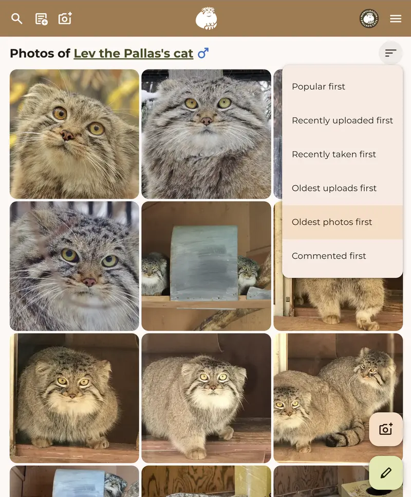 マヌルネコの写真