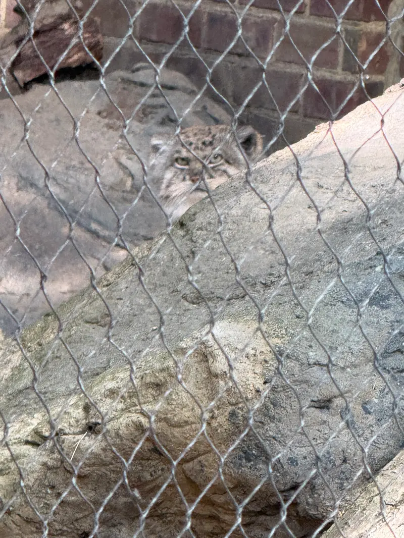 プロスペクト・パーク動物園のバトゥの写真