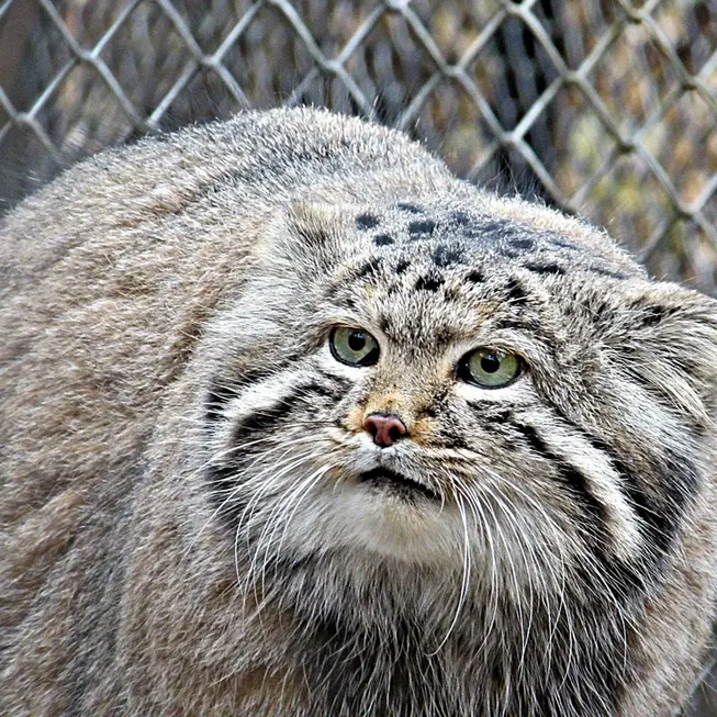 ノヴォシビルスク動物園のマヌルネコの写真