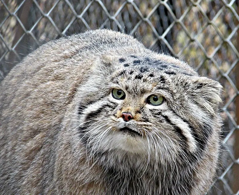 ノヴォシビルスク動物園のマヌルネコの写真