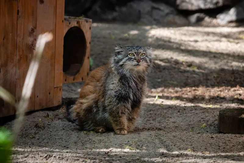 ノヴォシビルスク動物園のスネジャナの写真