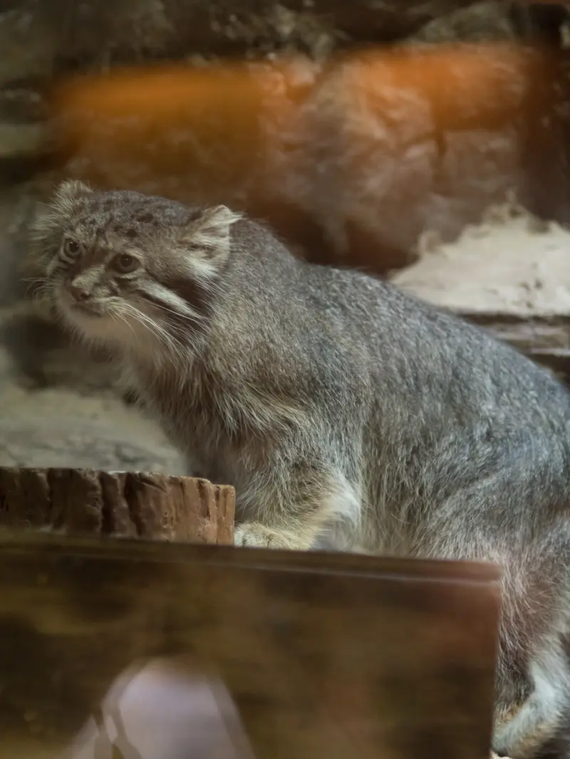 恩賜上野動物園のクリョンの写真