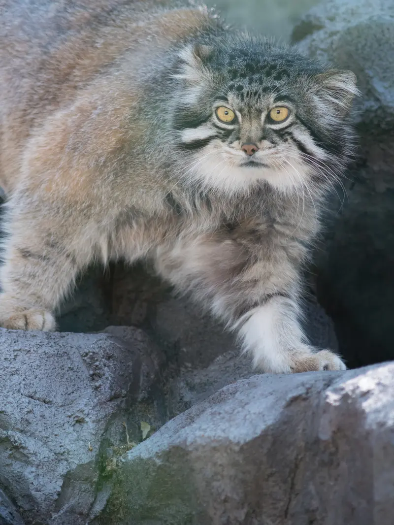 旭山動物園のグルーシャの写真