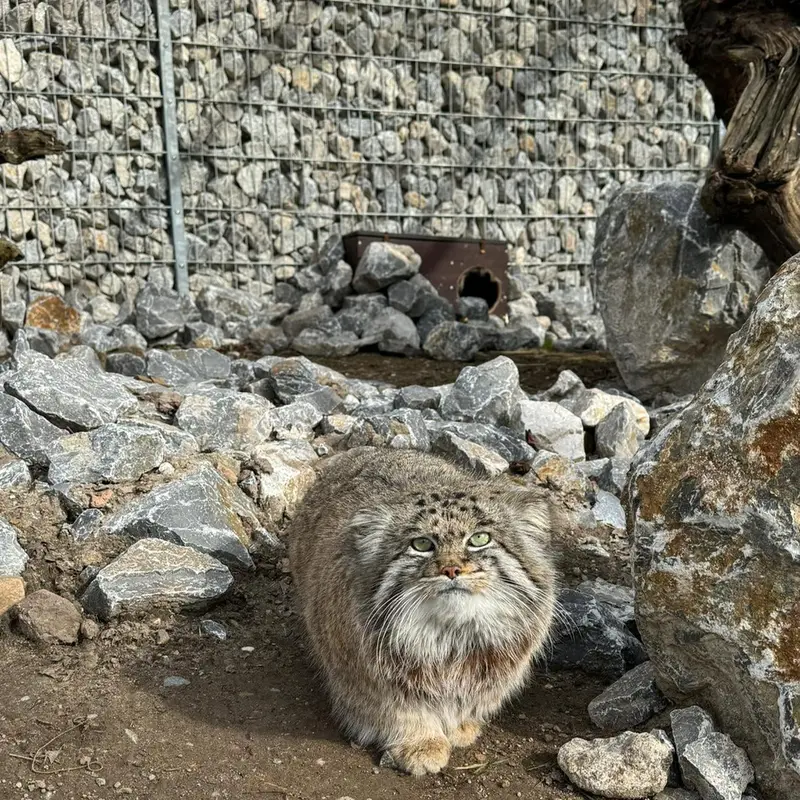 グラスレーベン動物園のディマの写真