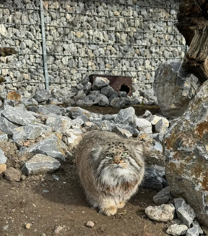 グラスレーベン動物園のディマの写真
