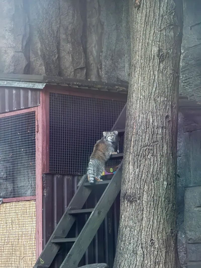 モスクワ動物園のティモフェイの写真