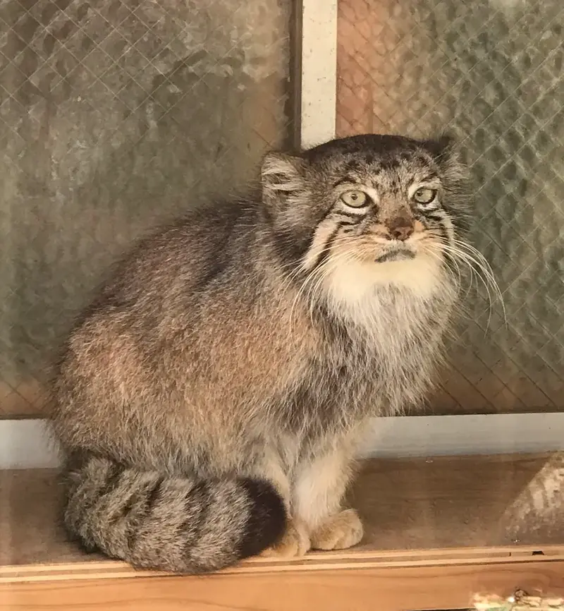 マヌルネコの写真