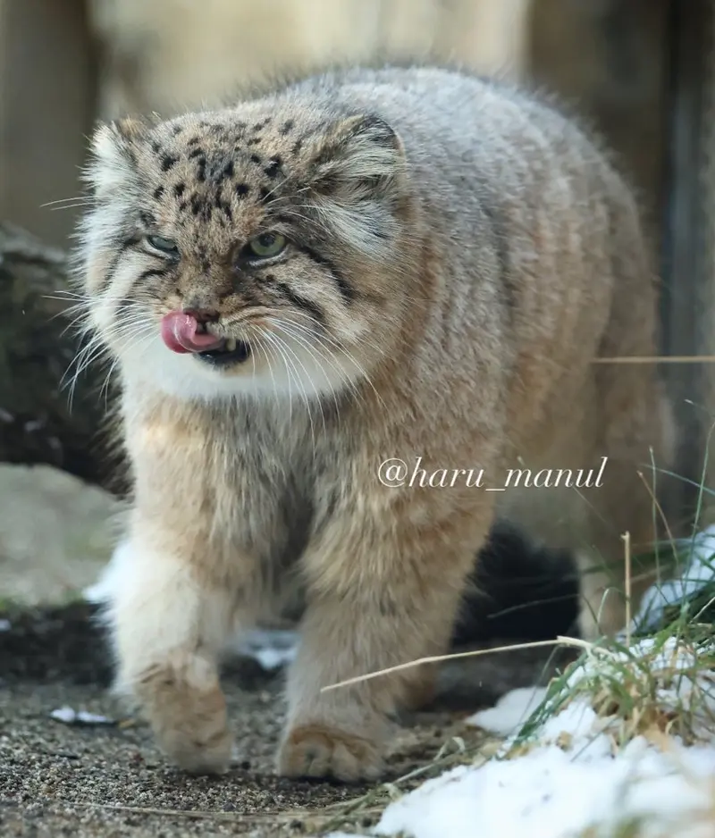 那須どうぶつ王国のボルの写真