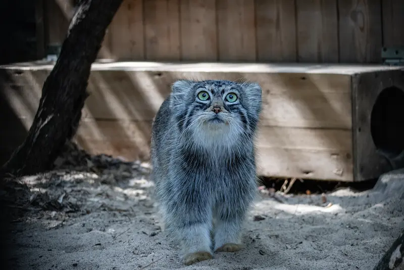 ノヴォシビルスク動物園のアーニャの写真
