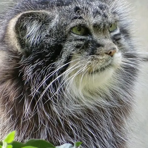 ジャルダン・デ・プラント動物園のシヴァの写真