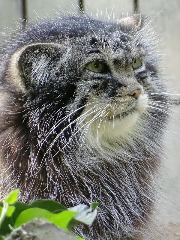 ジャルダン・デ・プラント動物園のシヴァの写真