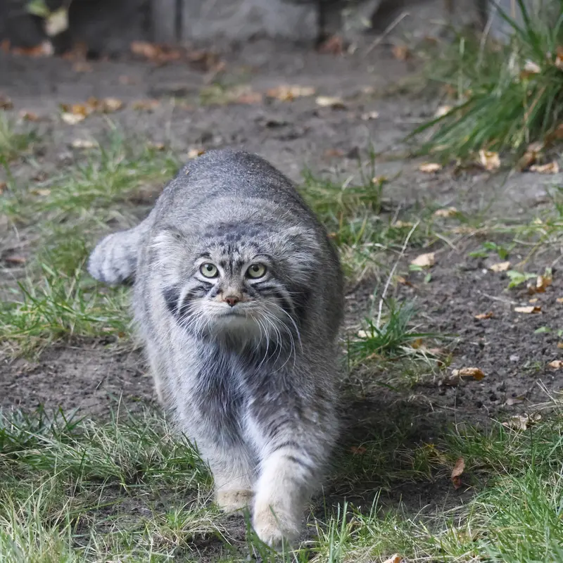 モスクワ動物園のティモフェイの写真
