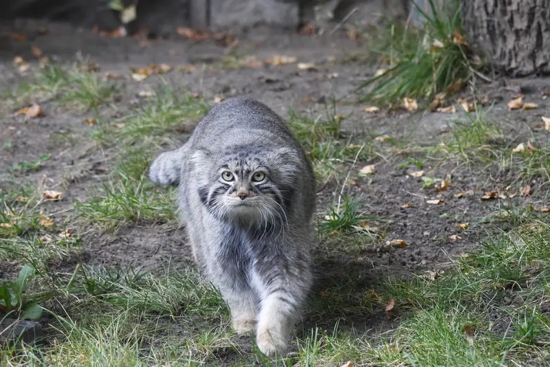 モスクワ動物園のティモフェイの写真