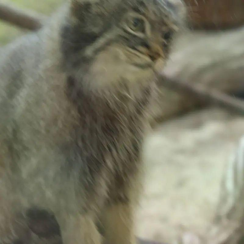 那須どうぶつ王国のマヌルネコの写真