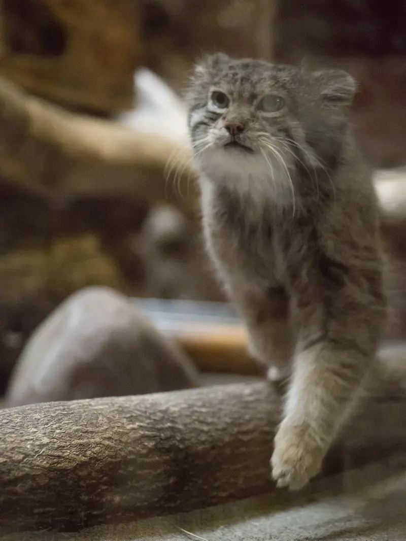 恩賜上野動物園のクリョンの写真