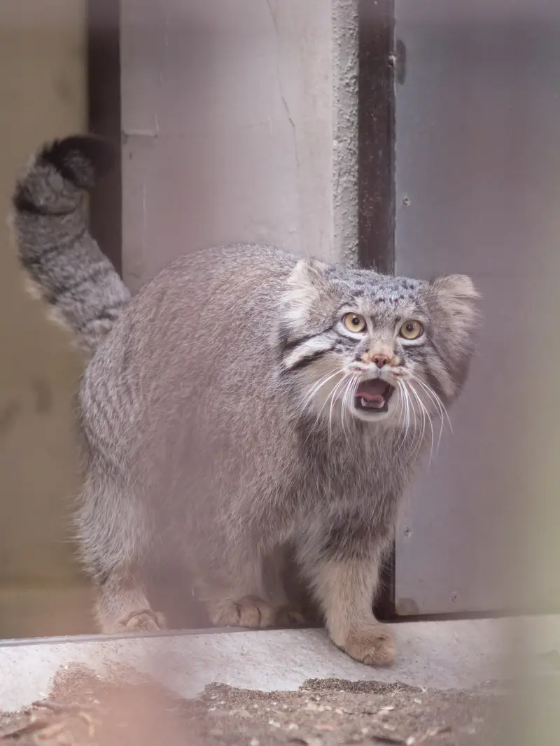 野毛山動物園のフィーガの写真