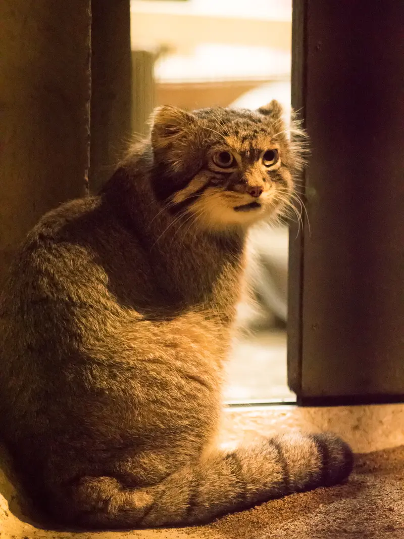 野毛山動物園のフィーガの写真