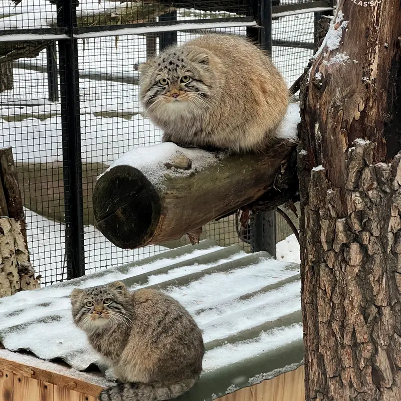 ノヴォシビルスク動物園のレオンとブルースの写真