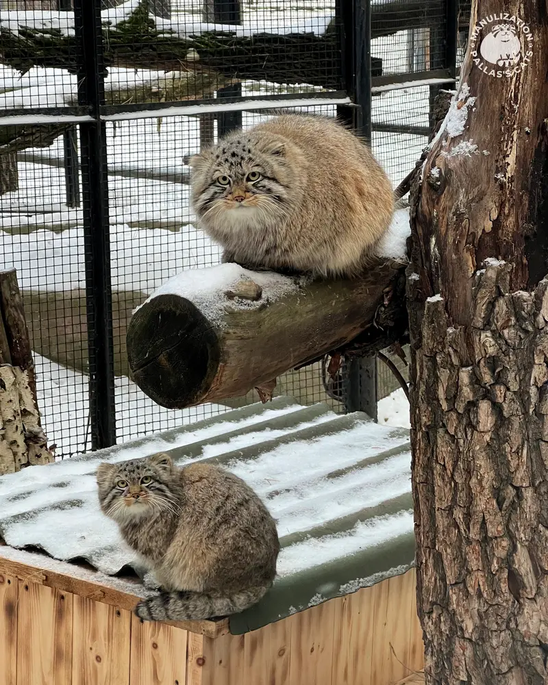 ノヴォシビルスク動物園のレオンとブルースの写真