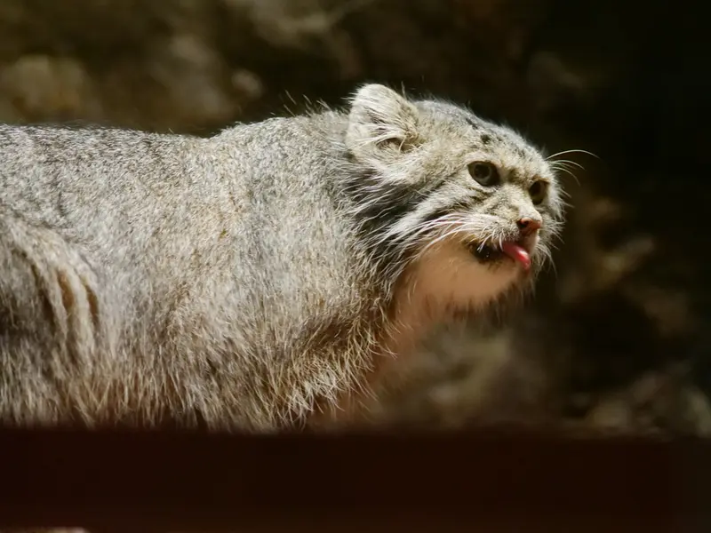 恩賜上野動物園のクリョンの写真
