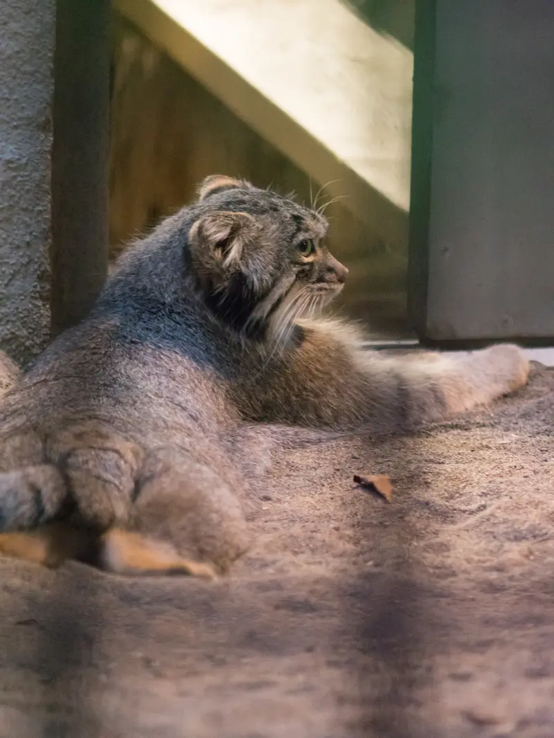 野毛山動物園のフィーガの写真